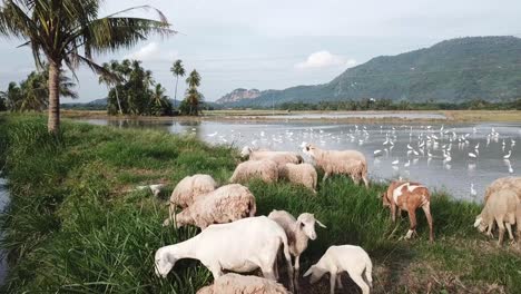 Aerial-herd-of-goats-grazing-grass-in-field-at-Penang,-Malaysia.